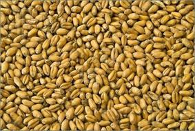 Wheat-Grain-662145