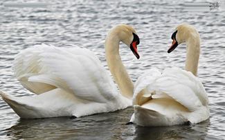two-lover-swan
